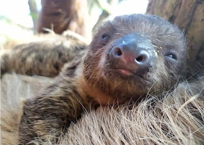 V Zoo Zlín se v polovině února narodilo mládě lenochoda dvouprstého.