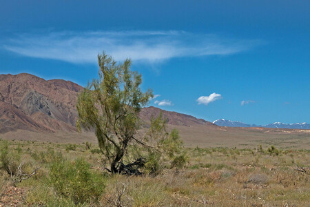 Saxaulové keře dokáží přežít v zasolené půdě s minimem vláhy a svými hlubokými kořeny jsou schopny fixovat až deset tun horniny. Na ilustračním snímku saxaulový keř v Kazachstánu.