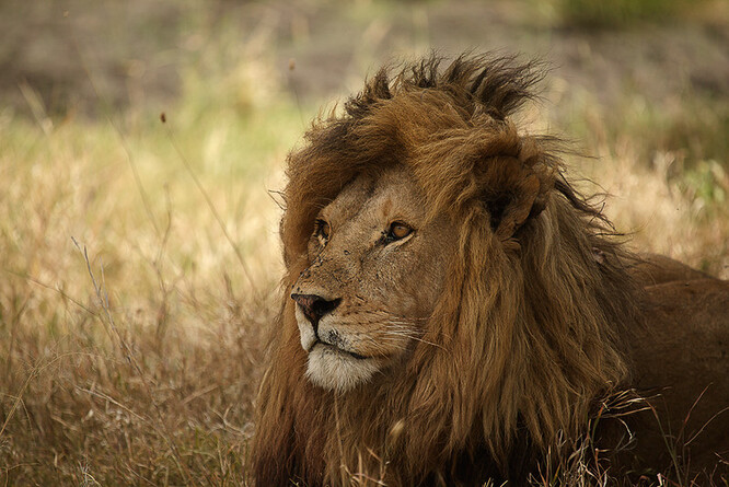 V národním parku Serengeti, který je jedním z neslavnějších a nejrozsáhlejších chráněných území Afriky, žije podle odhadů ochránců přírody přibližně 3000 lvů.