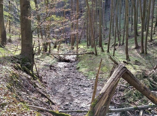 Nadzemní část potoku Špraňku prostě vyschla.