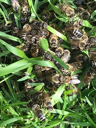 Uhynulé včely včelaře Evžena Báchora.