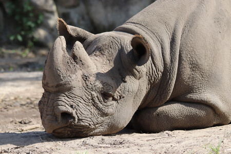 Nadměrný lov a velkoplošná přeměna původního prostředí vedly k tomu, že se původní genetická rozmanitost afrického nosorožce dvourohého (Diceros bicornis) snížila na jednu třetinu.