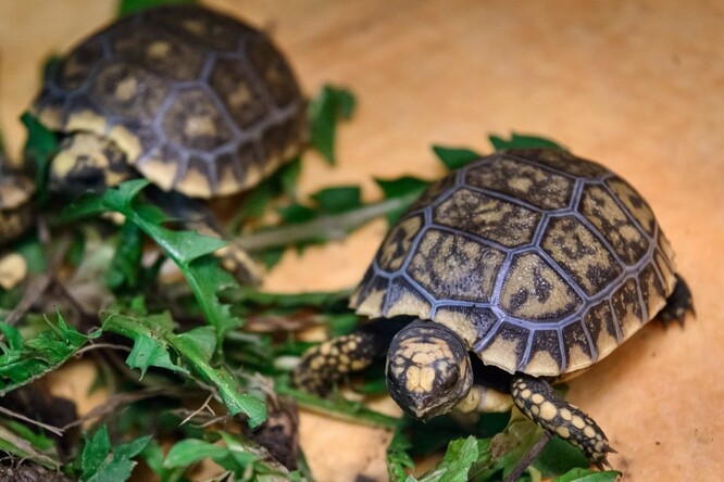 Malé želvičky váží 40 gramů, zatímco dospělé želvy mají okolo třinácti kilogramů.