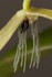 Bulbophyllum nocturnum - jediná, v roce 2011 objevená, orchidej kvetoucí v noci Bulbophyllum nocturnum - jediná, v roce 2011 objevená, orchidej kvetoucí v noci