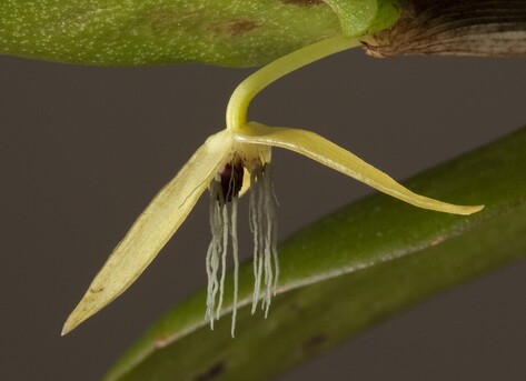 Bulbophyllum nocturnum - jediná, v roce 2011 objevená, orchidej kvetoucí v noci