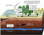 Schéma zobrazující geologické ukládání oxidu uhličitého z uhelné elektrárny do podzemních úložišť.