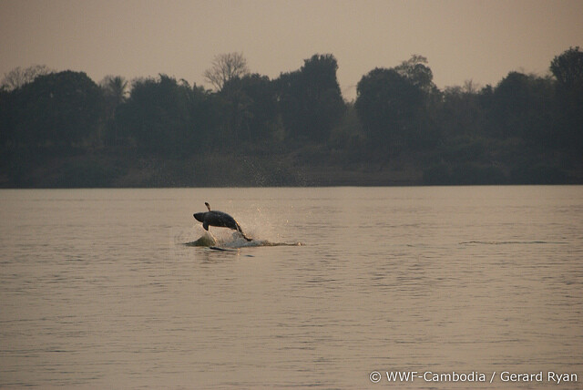 Delfín tuponosý známý také jako orcela tuponosá žije v řekách a pobřežních vodách jihovýchodní Asie.