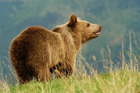 Zatímco rys se vyskytuje i jinde,  medvěda a vlka lze vystopovat jen v beskydských lesích, kam se často zatoulají ze sousedního Slovenska
