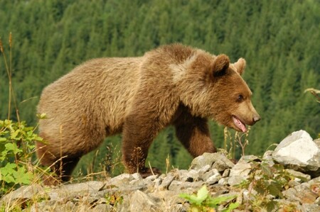 Vidět v moravskoslezských lesích medvěda je velmi těžké (ilustrační foto).