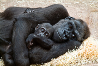 Gorila Moja v dětství s matkou.