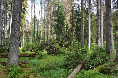 Podmáčená smrčina na ptačím potoce.
