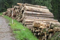 Skládka dřeva poblíž Svojše v II. zásahové zóně národního parku