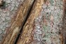 Detail skládky dřeva s odlupující se kůrou, většina lýkožroutů již kmeny opustila, asanace neproběhla včas.