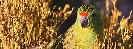 Australský zemní papoušek (Pezoporus flaviventris). Foto: Brent Barrett/Flickr