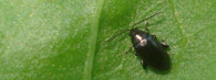 Brouk rodu Phyllotreta