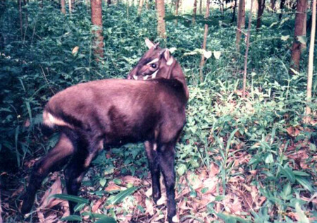 Saola byla ve vietnamské džungli poprvé objevena v roce 1992. Její popsání patřilo k největším zoologickým událostem 20. století.
