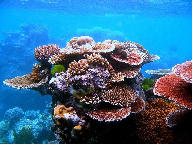 Barvu útesu dodávají řasy, které také korálům dopravují výživné látky z mořské vody a díky nimž korálové kolonie rostou. Když je voda v oceánu příliš teplá, koráli se začnou řas zbavovat.