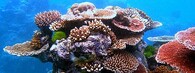 Velký korálový útes nedaleko Austrálie