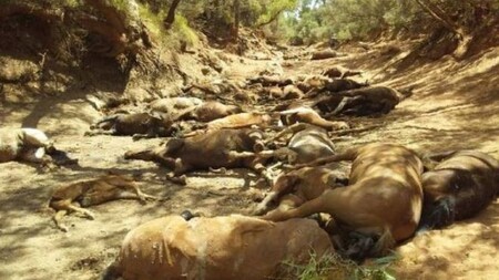 Vlna veder, která sužuje Austrálii, si vyžádala smrt více než 90 divokých koní.