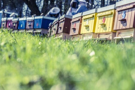 Čeští včelaři dlouhodobě upozorňují na potřebu modernizovat své včelařské zázemí.