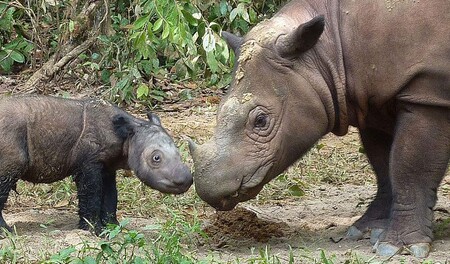 Na světě žije posledních čtyřicet nosorožců sumaterských. Možná jich je i jedna stovka, záleží, jak velcí pesimisté jste.