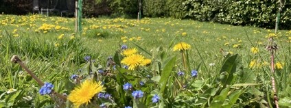 Foto: Archie Thomas / Plantlife Foto: Archie Thomas / Plantlife