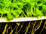 Hydroponicky pěstované saláty