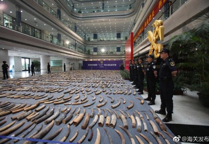 7,48 tuny pašovaných sloních klů, které zabavily čínské úřady. Šlo o jednu z rekordně velkých zabavených zásilek.