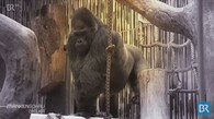 Gorila Fritz v ZOO Norimberku