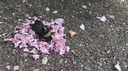 Velkou pozornosti vzbudilo krátké video ze zahrádky v Minnesotě, na kterém mravenci kladou okvětní lístky k tělu mrtvého čmeláka.