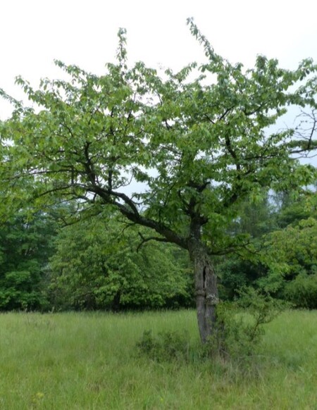 Unikátní staré druhy ovocných stromů našli ochránci přírody v letitém zapomenutém sadu v Radnicích na Rokycansku.