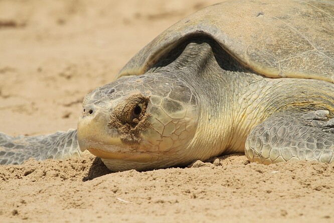 Ilustrační foto Ilustrační foto