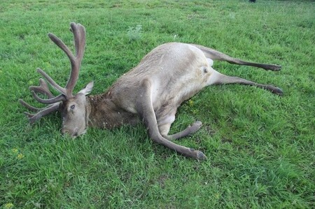 Neznámý pytlák zastřelil v oboře u Bulhar na Břeclavsku trofejního jelena čtrnácteráka.