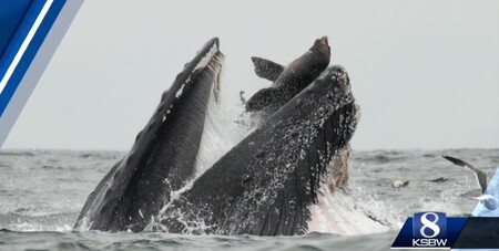 Fotograf a biolog Chase Dekker na unikátním fotografii pořídil 22. července z lodi, na níž se vydal pozorovat velryby u pobřeží kalifornského Monterey.