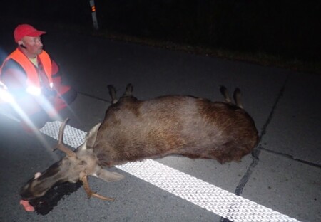 Mladého losa o váze odhadem přes 350 kilogramů srazila včera brzy ráno dodávka v Ostravě-Bartovicích. Lidé zraněni nebyli, zvíře ale uhynulo.