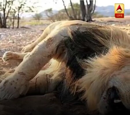 Indické úřady v pátek nařídily vyšetřit smrt jedenácti kriticky ohrožených, volně žijících asijských lvů, kteří uhynuli během uplynulých deseti dní.