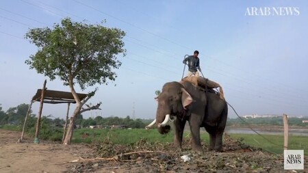 Impozantní Híra, jeden z posledních slonů v Dillí, neví nic o vášních, které vyvolává.