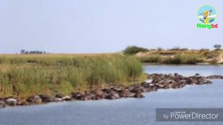 V řece na hranici mezi Botswanou a Namibií utonulo 400 buvolů.