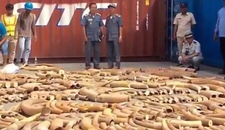 Kambodžské úřady v sobotu oznámily, že zabavily přes tři tuny vzácné africké slonoviny.