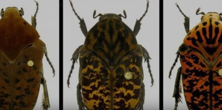 Po dracích z oblíbeného fantasy seriálu stanice HBO Hra o trůny pojmenoval americký entomolog tři nově objevené druhy brouků.