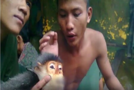 Policie ve Vietnamu zadržela šest mužů, kteří zabili a snědli ohroženou opici.