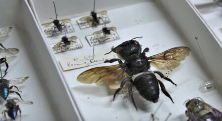 Wallaceova obří včela neboli Megachile pluto (na snímku) byla považována za vyhynulou.