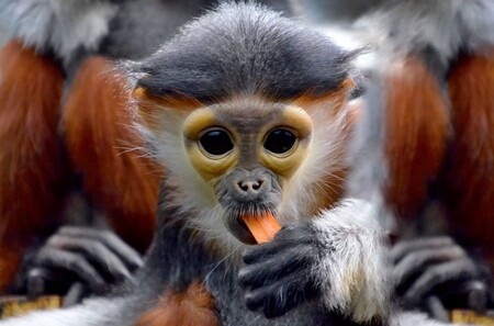 Opice druhu langur duk (na snímku) jsou ve světě velmi vzácné. Chlebská skupina je jediná mimo jejich tropický domov, v neasijských zoo žije pouze jeden samec v Kolíně nad Rýnem.