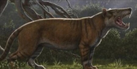 Nový druh savce dostal označení Simbakubwa kutokaafrika, což ve svahilštině znamená "velký africký lev". Na východě černého kontinentu žil před zhruba 20 miliony lety. Toto velké zvíře bylo součástí nyní vyhynulého rodu masožravých savců zvaného Hyaenodon (řecky hyení zub).
