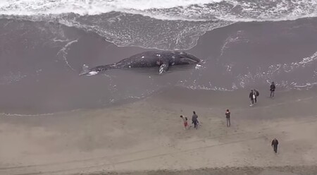 Na břehu amerického města San Francisco vyplavilo moře další mrtvou velrybu druhu plejtvákovec šedý.
