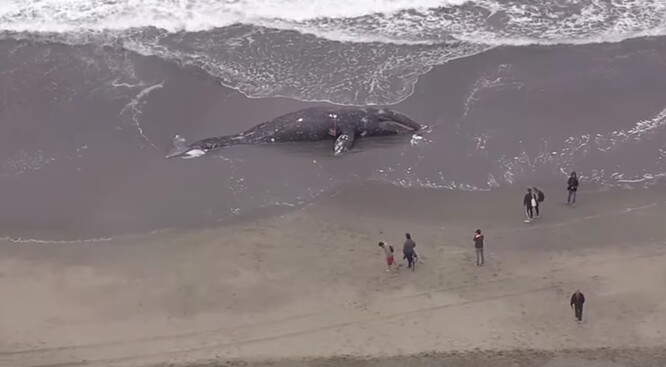 Na břehu amerického města San Francisco vyplavilo moře devět velryb i na jaře roku 2019.