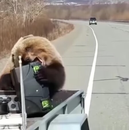 Medvěd lovcům na Kamčatce ukradl přenosnou lednici. Informaci v sobotu přinesla ruská média a doložila je videem zachycujícím huňáče při činu.