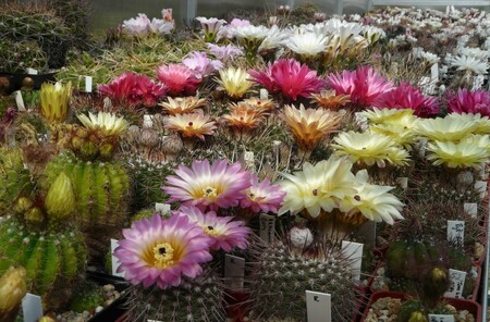Brněnský spolek pořádá výstavy kaktusů už po desetiletí, ta letošní je 25. ve spolupráci se zahradním centrem Čtyřlístek v Bystrcké ulici v Brně-Komíně. Výstava probíhá od 1. do 9. června.