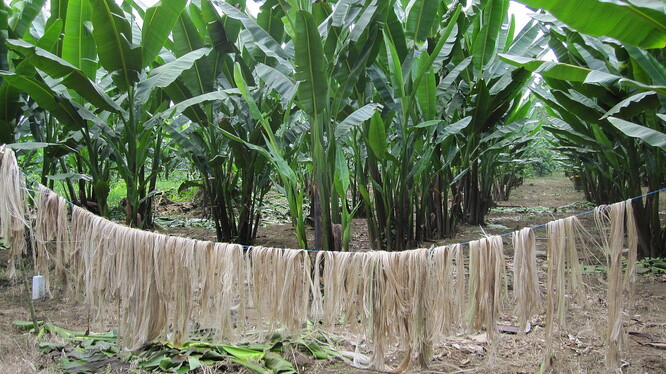 Abaka - vlákno z listů banánovníku textilního. Pěstuje se převážně na Filipínách, na obrázku je však plantíž v Kostarice.