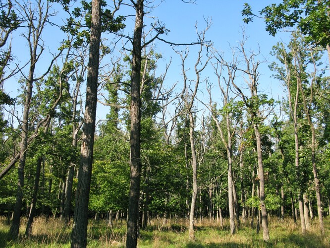 Chřadnoucí a odumírající dubový porost, primárně poškozený dlouhodobým suchem.